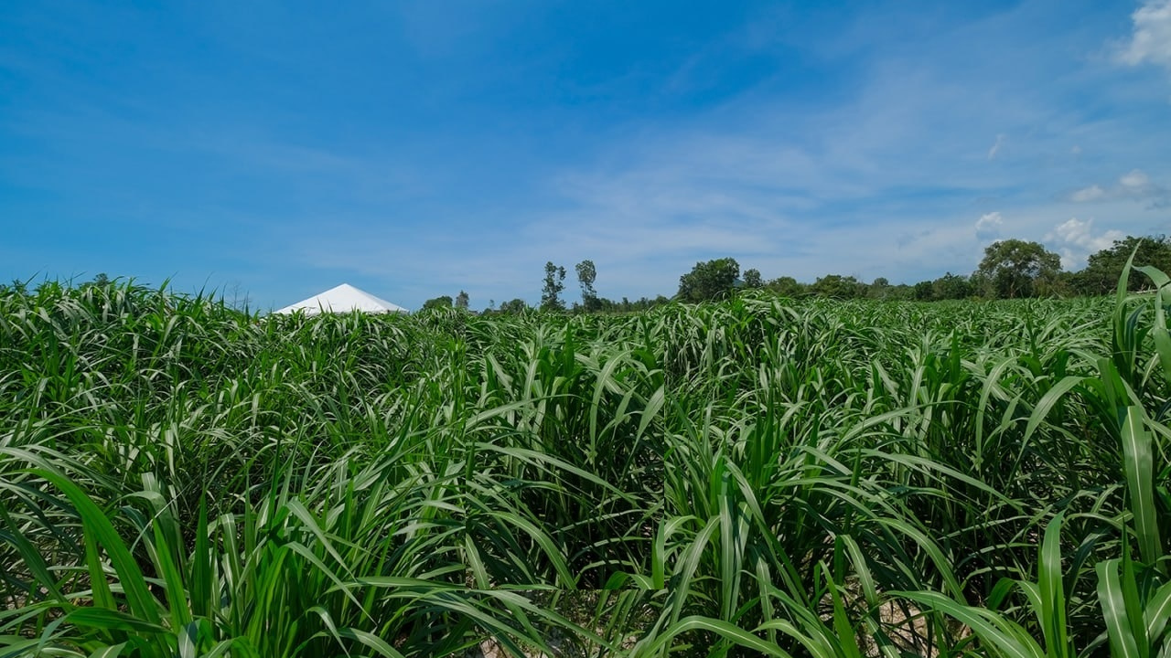 Ladang Rumput Napier & Kompos