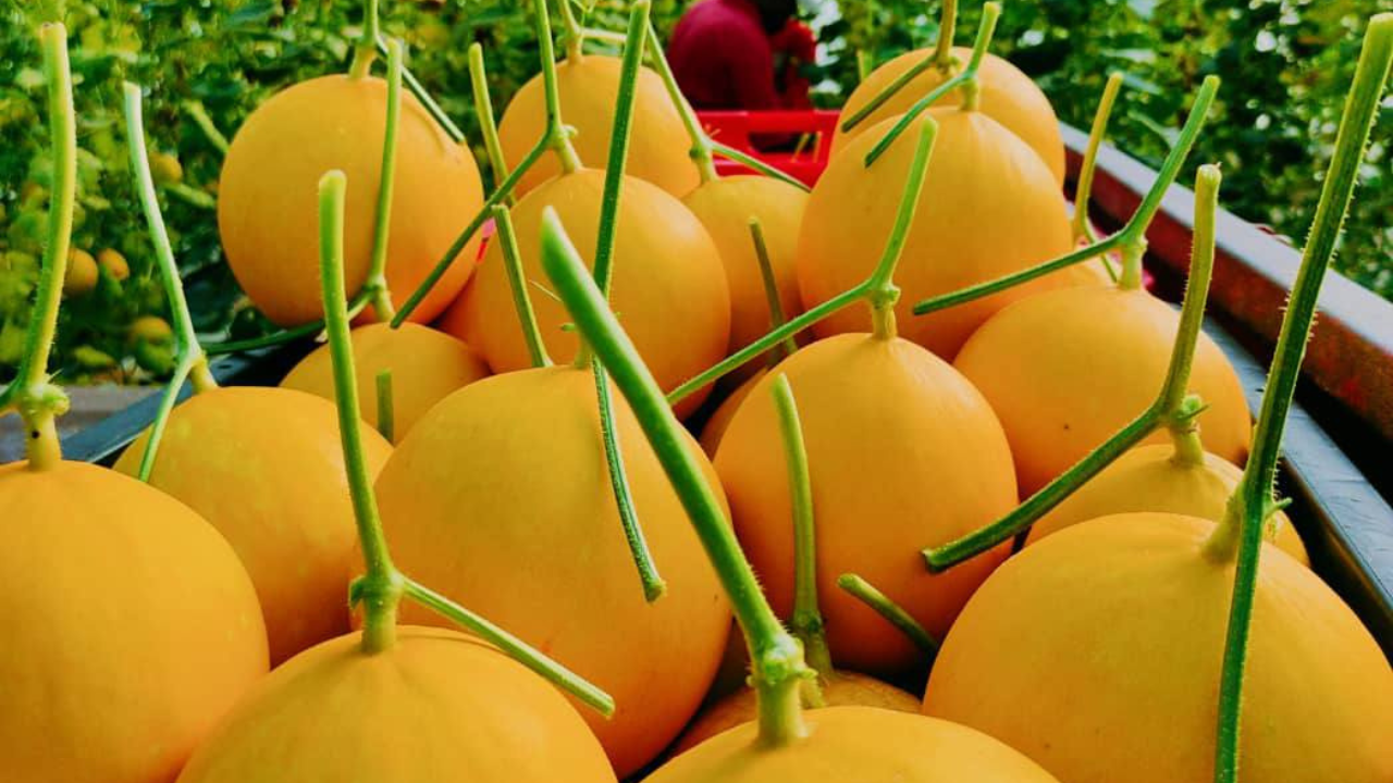 Melon Manis Terengganu