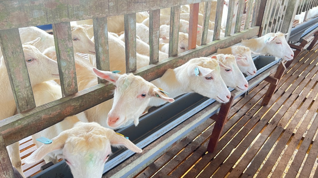 Ladang Induk Pengganda Kambing Tenusu