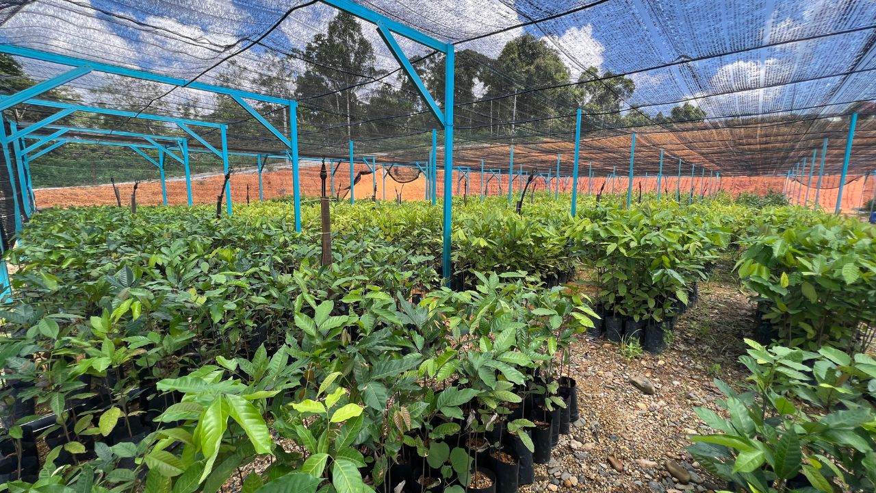 Anak Pokok Buah-Buahan