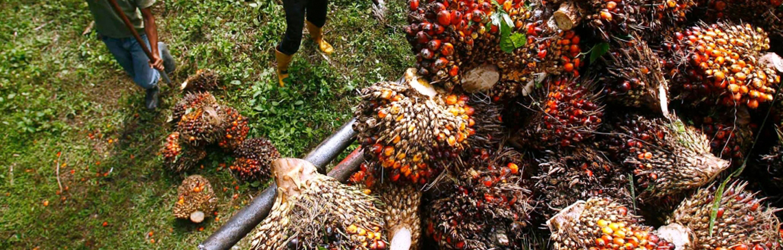 Projek Penanaman Kelapa Sawit di Ladang Tersat, Ajil Hulu Terengganu